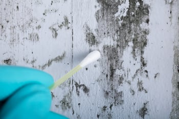 best mold remediation companies