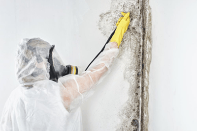 companies that remove mold